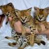 Savanová kočka - Savannah koťata