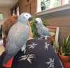 ručně odchovaný africký šedý papouš