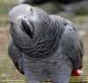 Buy African Grey,Greenwing Macaw,Sc