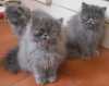 Roztomilá perská koťata jsou v souč