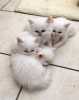 Tři Birman Kitten k dispozici
