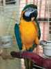 Ockované  Ara Ararauna papoušci s dokumenty pro více informací a fotografii kontaktujte (Terezaa-smidova@seznam.cz )

