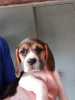 Krásná štěňátka Beagle byla zaregis