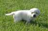 Domů vyškolené Labrador Retriever štěňata
2 zdravé, doma vyškolené Labrador Retriever mláďata pro přijetí. Tezaury dogs ar čeleď nadzvednutý a papír cvičit. K dispozici pro prohlížení. Mají své první záběry a jsou mikro-štěpky