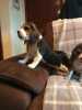 Krásná beagle štěňata na prodej
