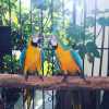 
Vážení milovníci papoušků,
máme k dispozici hovorné papoušky modré a zlaté papoušky a hledáme nový domov. Je jim 18 měsíců a mají DNA pohlaví. Pro více informací nás prosím kontaktujte.
