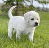 Bílé štěně labradora na prodej