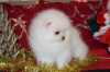 Prodám nádherná bílá šálek Pomeranian Puppies.
Budou skvělými rodinnými mazlíčky a budou se hodit k dětem a dalším domácím mazlíčkům. Nyní připraveni na dobrý nový domov. Jejich záběry jsou aktuální a odčervené. WHATSAPP +32460217446