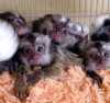 Baby marmoset monkeys available. My monkeys are very friendly with children and other pets. they are also very intelligent, and obedient and are all vaccinated and well come with a health certificate. Email me on (omohd3317@gmail.com)
