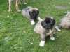 Chovatelská stanice z Háje nabízí štěňata Kavkazského pasteveckého psa s PP.Odběr možný ihned.Štěňata jsou pravidelně odčervována,očkována,čipována s vystaveným petpasem.