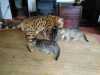 Bengálská leopardí koťata 
