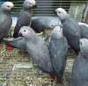 Prodám papouška šedého Konga