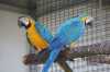 modrý a žlutý papoušek ara na prode
