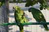 Prodej papoušků amazoňanů modročelých, chovaných od března 2022 pod rodiči a s DNA. Pro více informací jsem k dispozici...Cena za pár.