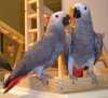 Pár afrických papoušků šedých