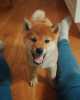 Moje japonská štěňata SHIBA INU jsou veterinární kontrolou, očkovaná a odčervená. Pro více informací kontaktujte