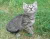 Darujeme dvě krásně mourovaté kočičky. Jsou si srstí podobné s kočkami whiskas. Jsou hodné, zvyklé na kontakt s lidmi a na na psa. K odběru ihned! Jsem z okolí Kyjova.  Volat nebo psát smsky můžete na tel. číslo 720415103 nebo psát na email.
