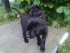Černé štěně Labradora s PP