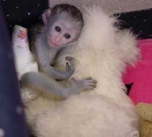 Nabídka Deti Kapucíni Opice 