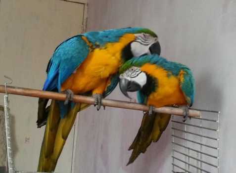 prodat Ara Ararauna papoušek
