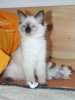 Dobrý den
Jsme báječné koťátka plemene Ragdoll s PP po nádherných rodičích - mrkněte na stránky . K odběru od 20.7.2008