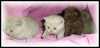 Chovatelská stanice Halit Paša prodá britská koťata  krátkosrstá s PP modrá, hnědá, lila, koťata jsou přítulná s hygienickými návyky,očkovaná,  www.britkyhalitpasa.wbs.cz ,tel : 608209292