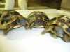 Prodám  mláďata suchozemských želv