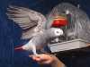 roztomilé a půvabné afrických grey papoušci opakovaného naváděcí