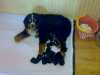 Prodámčistokrevná štnátka bernského salašnického psa, narozené 30.4.2009.Rodiče jsou ve výborném stavu, milující děti. Štěnátka jsou možné k odběru 14.6.2009, kdy už budou odčervená a očkovaná. Návštěva k výběru vítána.