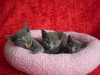 Prodám aprílová ruská modrá koťátka s PP k odběru začátkem července. Koťátka budou naučená na kočičí WC, několikrát odčervená, vakcinovaná.