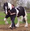 Krásné cikánské Vanner kůň pro Přijetí