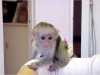 nočníček-vyškolené a zdravé Citibank běžný na vaccined kapucín opice baby.Diaper velmi dobře vyškolených a získat spolu se všemi domácími pets.Has USDA licenci a přestěhovat se do velkého domu only.Contact mi více informací, můžete-li ji nabízet k Loving