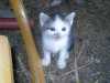 Darujeme malinká krásná koťátka.
Socializovaná, odčervená. Bílomouratý kocourek, celočerná kočička a mouratá kočička.Plzeň a okolí mohu dovézt.
Tel 777855845