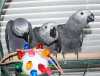 Nádherná miminka Kongo afrických šedá papoušci připraveni