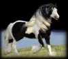 silné a krásné cikánské koně pro přijetí