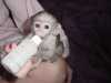 kapucín opice k přijetí