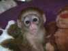 rozkošný kapucín opice pro přijetí