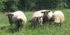 Prodám dospělé ovce křížence sufolka. Více info na telefonu