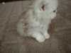 Prodám krásná perská koťátka bez PP, (kočička a kocourek),
2x odčervená, odběr po 1.10-2010.