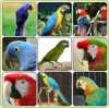 papoušek děti a úrodné vejce