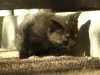 Černo šedivá kočička se zrzavou lisinko na čele. Daruji nejlépe rodině se zahradou, kde by měla dostatečný výběh. Je možné přijet si pro ní z celé ČR. Lukáš Zahrádka