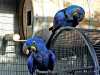 Pár hyacint papoušek papoušci hledá nový domov. očkovaná, dobrý zdravotní stav, chovný pár. kontaktujte mě pro více informací
