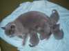 Prodám koťátka, britská modrá bez PP. Otec s PP, matka bez PP. Odběr možný po 15.7. 2011. V době odběru budou koťata odčervená a očkovaná. Jsou čisotná, zvyklá na kočičí WC. 