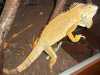 Prodej - prodám - leguán zelený iguana iguana - samec . zdravý. stáří  3-4 roky. pouze osobní odběr v Ostravě. 
 není ochočený  je pry v puberte dle veterinare.