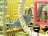Andulka - papoušek vlnkovaný