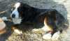 Darujeme krásného 4 letého psa. Bernský salašnický - velmi hodný, vhodný na hlídání zahrady, neublíží, zvyklý na děti i zvířata, mazel. Z důvodu stěhování. Odběr Brno.