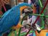Přijetí papoušek pro rozdávat ceny
Máte-li zájem se vrátil fo info
