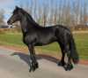 --Fríský kůň k adopci