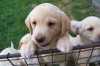 Prodám krásná štěňata Labrador, čistokrevná bez PP, očkovaná a odčervená. Odběr v 1/2 července.