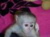 Krásné Kapucínský opice Žena k adop